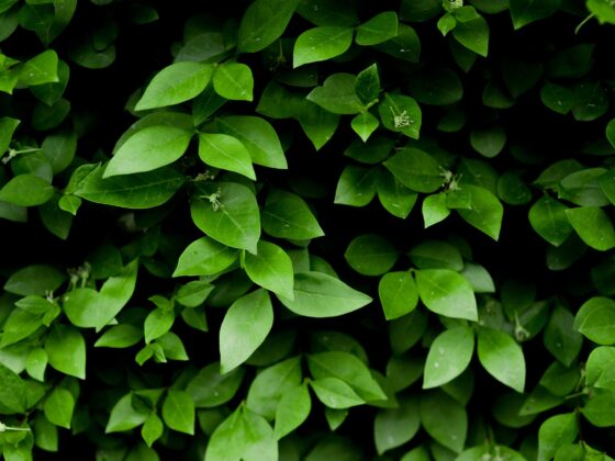 pexels skitterphoto 1092197 1