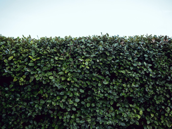 buying hedges alabama